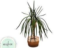 Ariskea[Costa]Dragona Plant