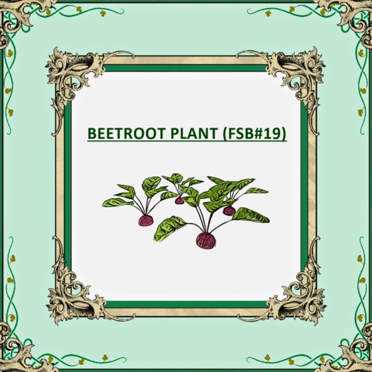 DFS BEETROOT PLANT FSB19 TEXTURE