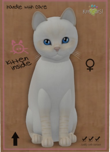 KittyCatS Box - Balinese - Cream Lynx