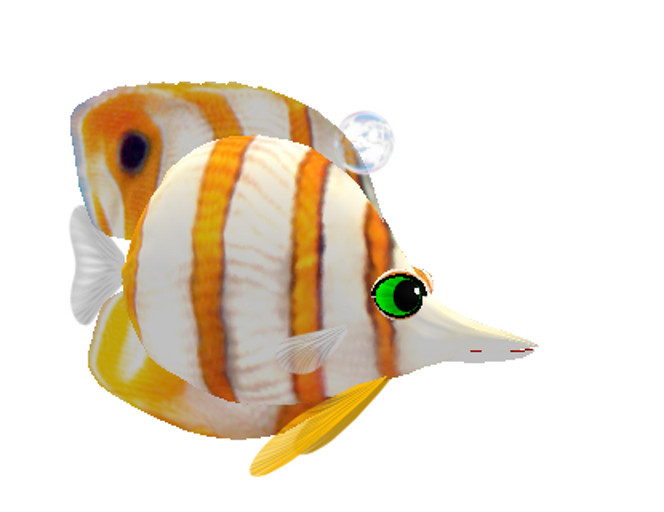 (7S) Common Fish: Copper Banded Fish