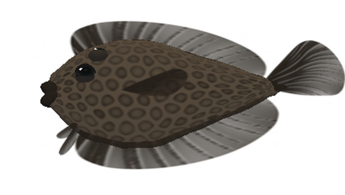 (7S) Common Fish: Brown Flounder