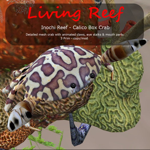 Inochi Reef Calico Box crab