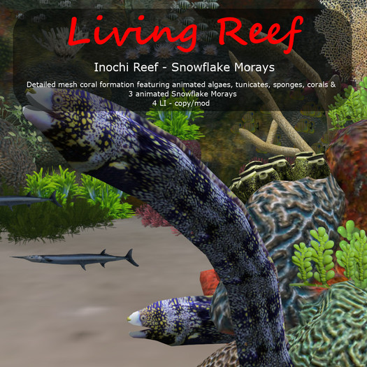 Inochi Reef - Snowflake Morays A