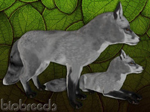 BB Fox Box - Grey - Male