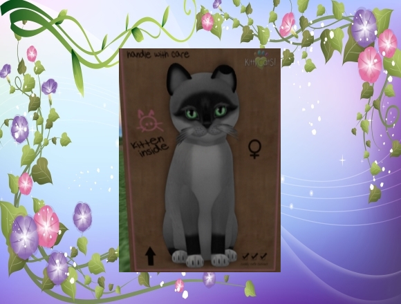 KittyCatS Box - market5