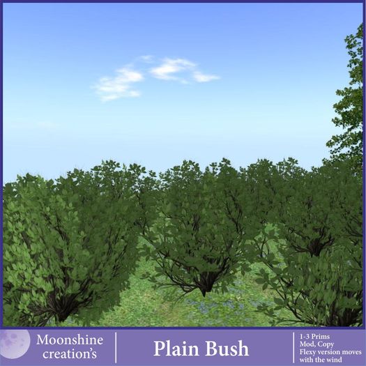 Plain Bush