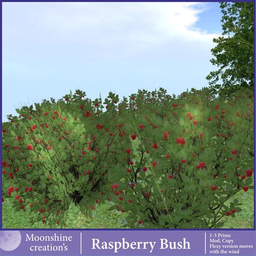 Raspberry Bush