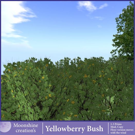 Yellowberry Bush