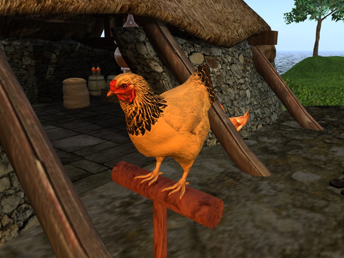 Chicken laying an egg