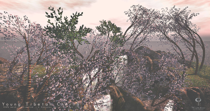 Young Tibetan Cherry Tree Animated 4 Seasons