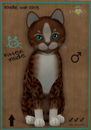 KittyCatS Box - New Born Kitten