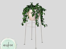 Ariskea[Malyn] Photos Plant 2