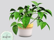 Ariskea[Mika] Mint Vase Plant [White]