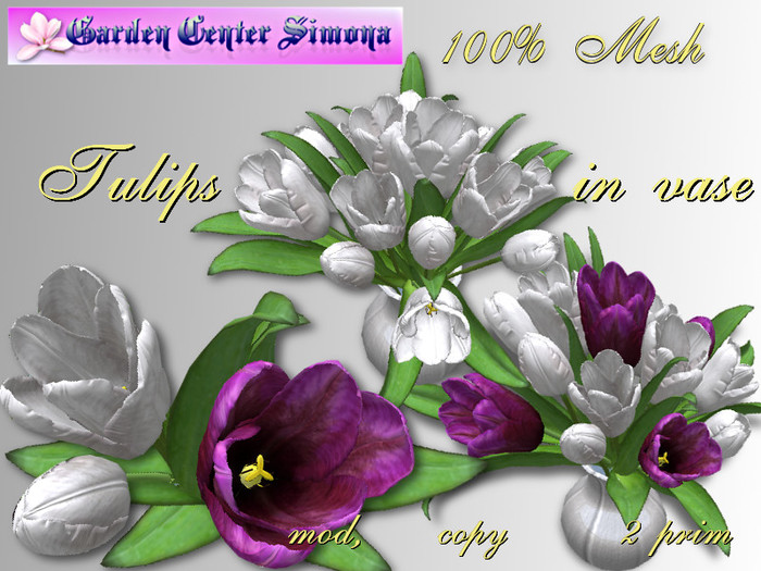 Tulip  in white vase_002TVB_6a