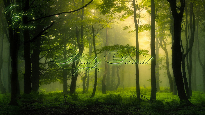 Backdrop Misty Forest (boxed)