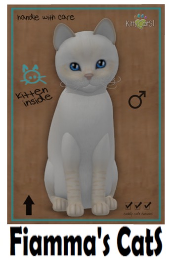 KittyCatS Box - Balinese - Cream Lynx