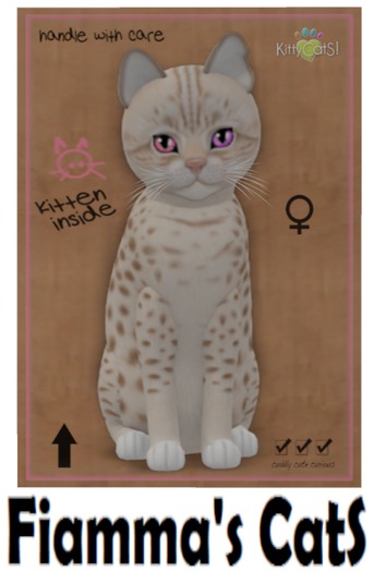 KittyCatS Box - Ocicat - Lavender