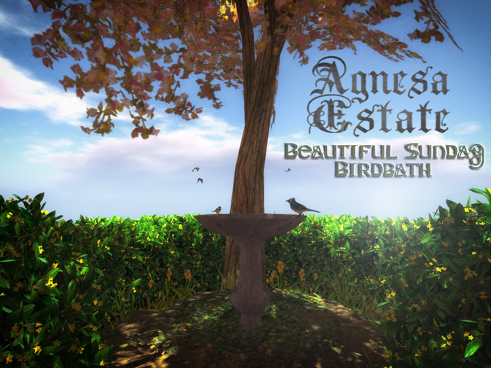 Beautiful Sunday Birdbath