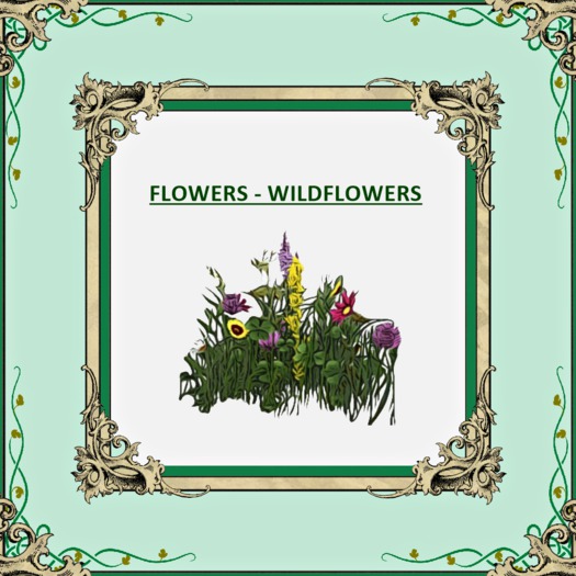DFS FLOWERS WILDFLOWERS TEXTURE