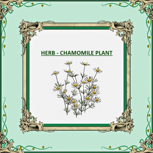 DFS HERB CHAMOMILE PLANT TEXTURE