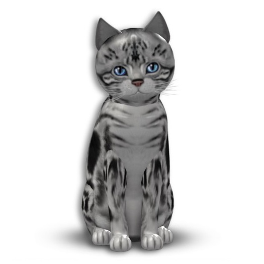 KittyCatS box - American Shorthair - Silver Tabby
