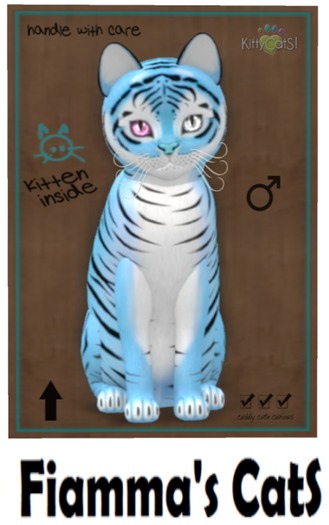 KittyCatS Box - Tiger! - Powder Blue