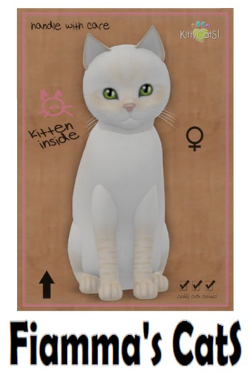 KittyCatS Box - Balinese - Cream Lynx