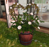 CJ Lena Bucket Planter white Roses