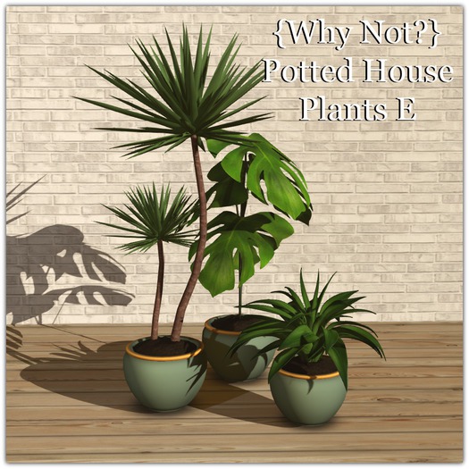 {Why Not?} Potted House Plants E-Boxed