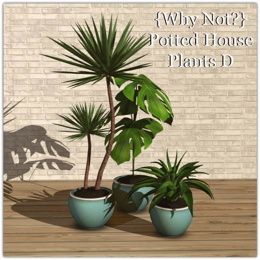 {Why Not?} Potted House Plants D-Boxed
