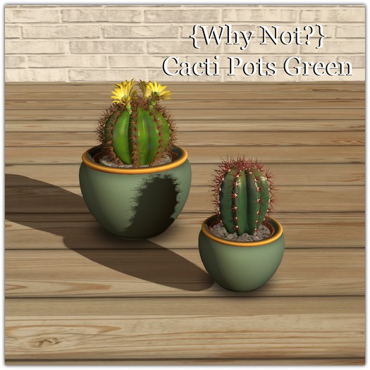 {Why Not?} Cacti Pots Green Boxed
