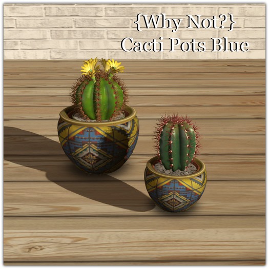 {Why Not?} Cacti Pots Blue Boxed