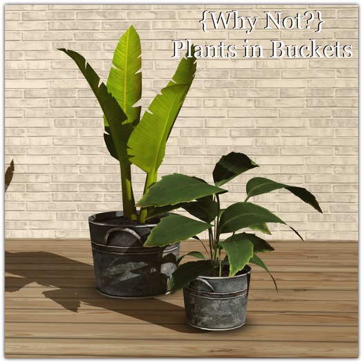 {Why Not?} Plants in buckets-Boxed