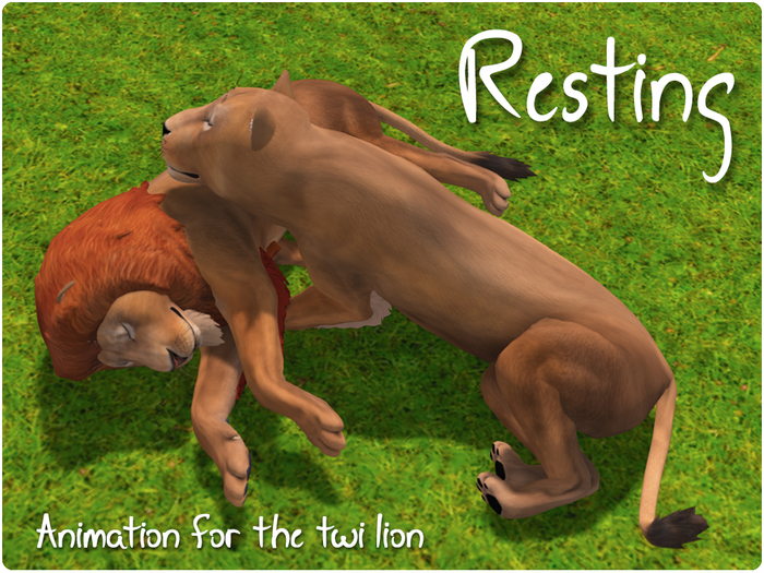 NF - TWI Lion Resting