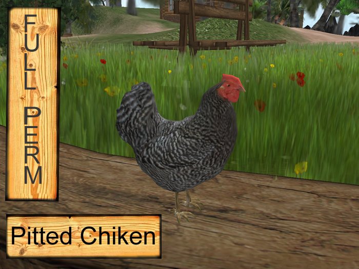 Chicken pitted, sculpt  Full perms