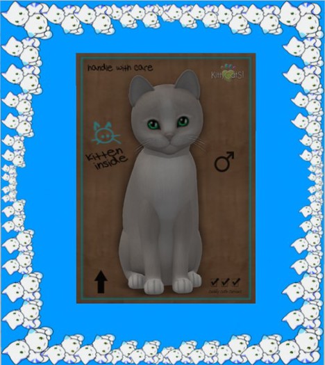 KittyCatS Box - New Born Kitten