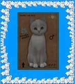 KittyCatS Box - New Born Kitten