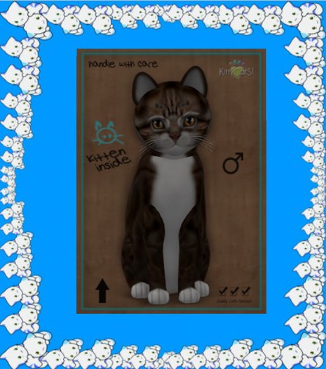 KittyCatS Box - New Born Kitten