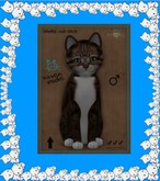 KittyCatS Box - New Born Kitten