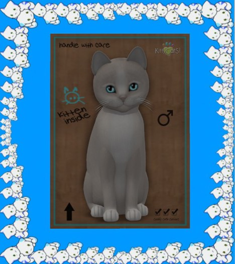 KittyCatS Box - New Born Kitten