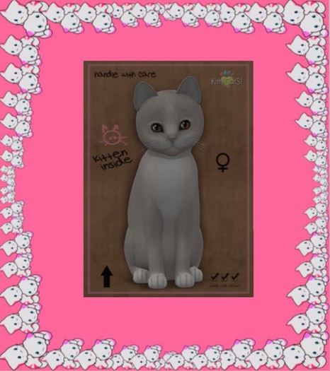 KittyCatS Box - New Born Kitten