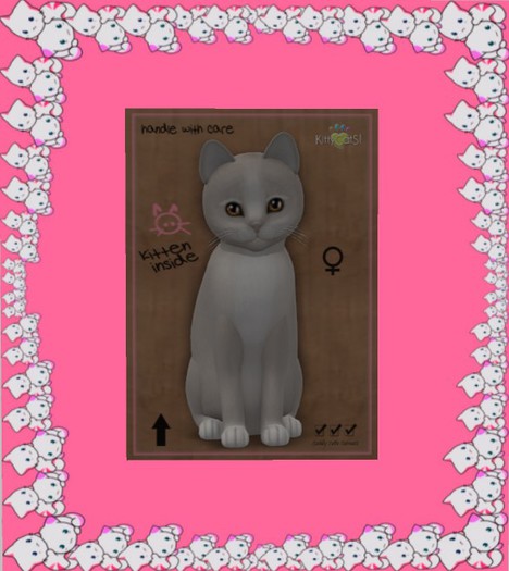 KittyCatS Box - New Born Kitten