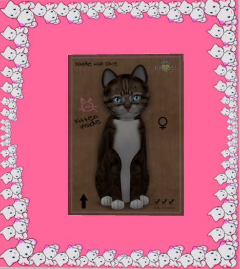 KittyCatS Box - New Born Kitten