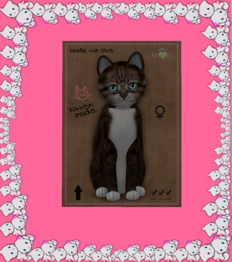 KittyCatS Box - New Born Kitten