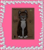 KittyCatS Box - New Born Kitten