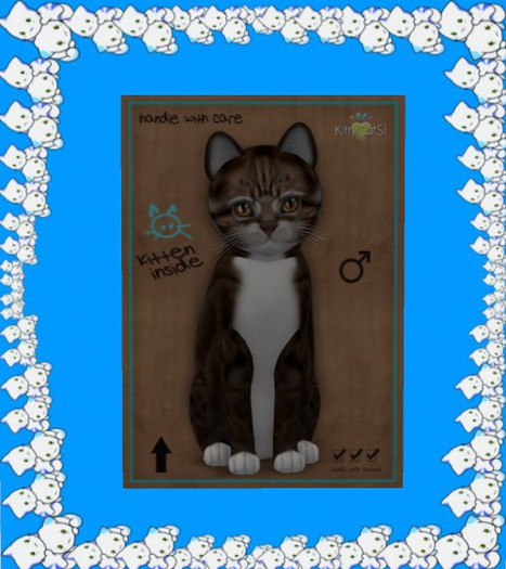 KittyCatS Box - New Born Kitten