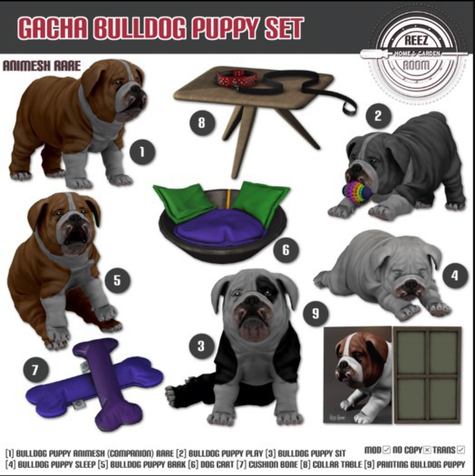[Rezz Room] Box Bulldog Puppy Sit