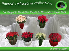 Potted Poinsettia Collection - By Luna Bliss