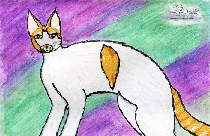 ~AP~ Grumpy Kitty's Medical Fundraiser Picture