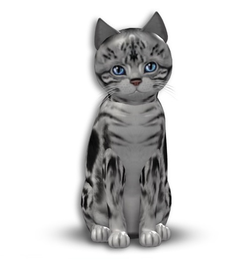 KittyCatS box - American Shorthair - Silver Tabby